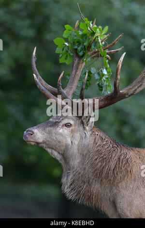 Il cervo (Cervus elaphus), ritratto, capitale cervo con ramo di foglia in corna imponiergehoff, luogo stag, zelanda, Danimarca Foto Stock