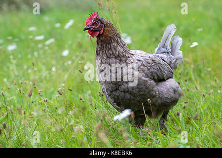 Pollo domestico, gallina razza marans Foto Stock