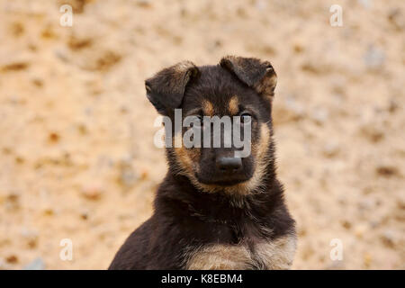 Pastore Tedesco, cucciolo, 8 settimane, ritratto Foto Stock