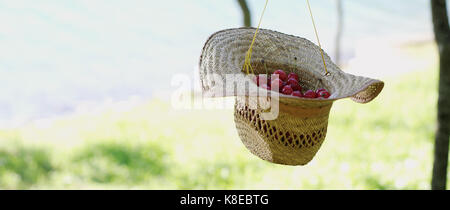 Benna di appena raccolto cherrys in un cappello di paglia. Foto Stock