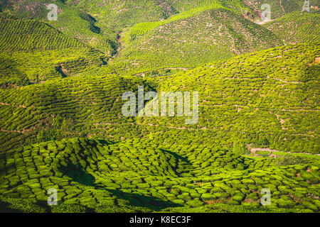 Un paesaggio collinare con piantagioni di tè, la coltivazione del tè, Cameron Highlands, tanah tinggi cameron, Pahang, Malaysia Foto Stock