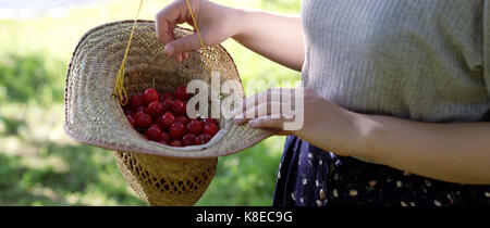 Benna di appena raccolto cherrys in un cappello di paglia. Foto Stock