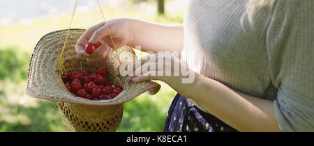 Benna di appena raccolto cherrys in un cappello di paglia. Foto Stock