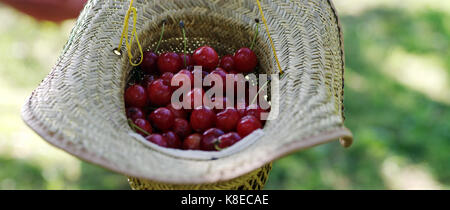 Benna di appena raccolto cherrys in un cappello di paglia. Foto Stock