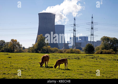 Due mucche al pascolo nella parte anteriore del westfalen Power Plant, rwe power ag, hamm, la zona della Ruhr, RENANIA DEL NORD-VESTFALIA, Germania Foto Stock