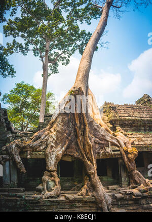 Le radici di una seta-cotton tree (ceiba pentandra) ricoperta rovine di templi, Preah Khan temple, parco archeologico di Angkor Foto Stock