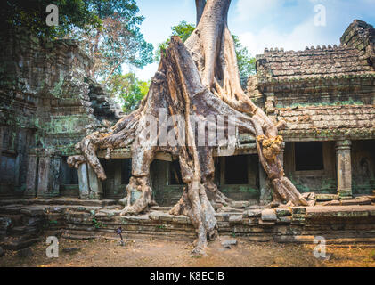 Le radici di una seta-cotton tree (ceiba pentandra) ricoperta rovine di templi, Preah Khan temple, parco archeologico di Angkor Foto Stock