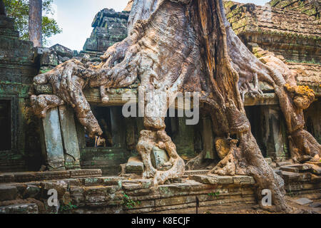 Le radici di una seta-cotton tree (ceiba pentandra) ricoperta rovine di templi, Preah Khan temple, parco archeologico di Angkor Foto Stock