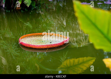 Nenuphar lascia sull'acqua nel giardino botanico Foto Stock