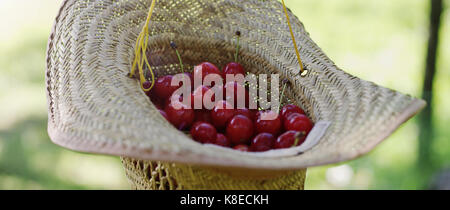 Benna di appena raccolto cherrys in un cappello di paglia. Foto Stock