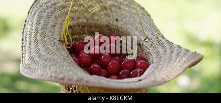 Benna di appena raccolto cherrys in un cappello di paglia. Foto Stock