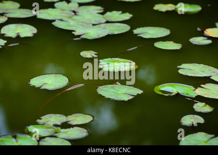 Nenuphar lascia sull'acqua nel giardino botanico Foto Stock