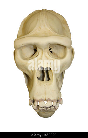 Femmina Cranio di Gorilla Foto Stock