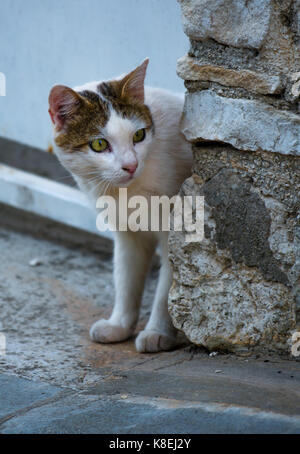 Gatto domestico guardando cautamente intorno ad angolo Foto Stock