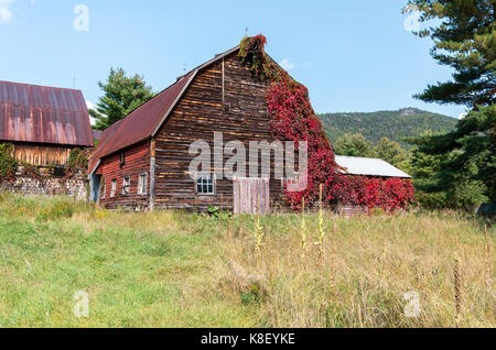 Vecchio rustico fienile spiovente con vitigni rossi crescono in Wilmington NY Foto Stock