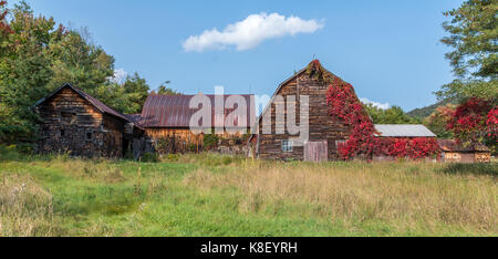 Vecchio rustico fienile spiovente con vitigni rossi crescono in Wilmington NY Foto Stock