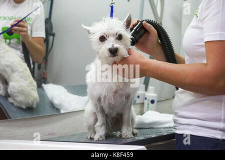 Mobile cane parrucchieri, cane grooming, un cane Westie di 3 anni che viene soffiato asciugato da un professionista cane groomer. Foto Stock