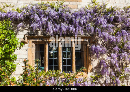 Inghilterra, Cotswolds, Worcestershire, Broadway, Finestra e glicini Foto Stock