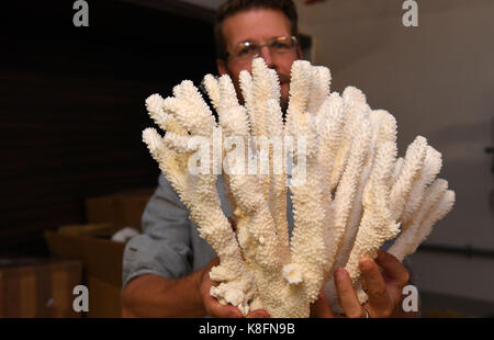 Bremerhaven, Germania. Xii Sep, 2017. Lutz Fischer, testa di aquaristics terraristics e può essere visto tenendo coralli duri presso la casa clima a Bremerhaven (Germania), 12 settembre 2017. Quando gli scorpioni & co. sono scoperte nei bagagli di homecoming vacanzieri la casa clima a Bremerhaven offre una nuova casa, cooperante con l'ufficio doganale di credito: carmen jaspersen/dpa/alamy live news Foto Stock