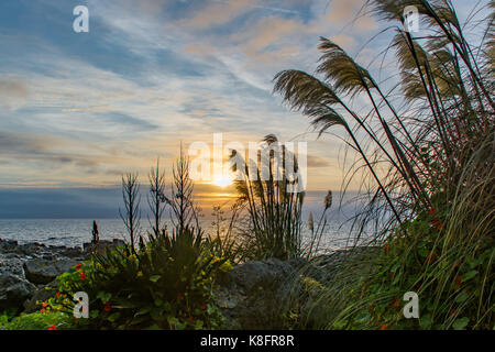 Mousehole, Cornwall, Regno Unito. Xx Settembre 2017. Regno Unito Meteo. Il vento ha iniziato a prelevare sulla costa sud ovest della Cornovaglia questa mattina. Visto qui Pampas erba crescente lungo il sentiero costiero di sunrise. Credito: Simon Maycock/Alamy Live News Foto Stock