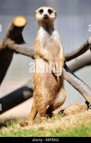 Qingdao, Cina. Xix Sep, 2017. Dieci meerkats può essere visto in un zoo a Qingdao, Cina orientale della provincia di Shandong. Il meerkat o suricate (suricata suricatta) è un piccolo carnivoran appartenenti alla famiglia mangusta (herpestidae). è il solo membro del genere suricata. meerkats vivono in tutte le parti del deserto del Kalahari in Botswana, in gran parte del deserto del Namib in Namibia e Angola sudoccidentale, e in Sud Africa. un gruppo di meerkats è chiamato un "ob'', ''La pista'' o ''clan". un clan meerkat spesso contiene circa Foto Stock