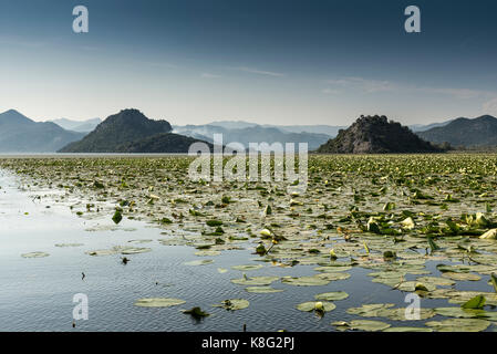 Lilypads, il Lago di Scutari, Rijeka crnojevica, Montenegro, Foto Stock