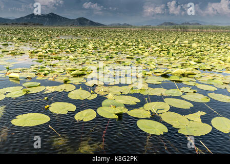 Lilypads, il Lago di Scutari, Rijeka crnojevica, Montenegro, Foto Stock