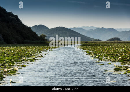 Percorso attraverso lilypads, il Lago di Scutari, Rijeka crnojevica, Montenegro, Foto Stock