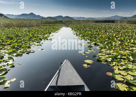 Barca sul percorso attraverso lilypads, il Lago di Scutari, Rijeka crnojevica, Montenegro, Foto Stock