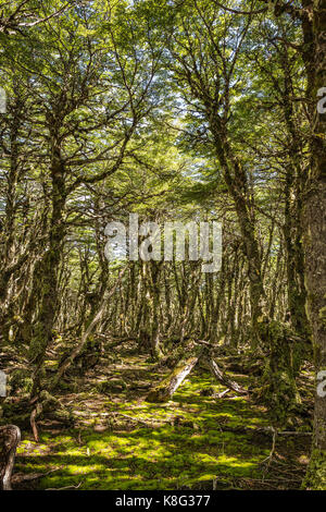 Coperte di muschio forest floor, coyhaique riserva nazionale, coyhaique Provincia del Cile Foto Stock