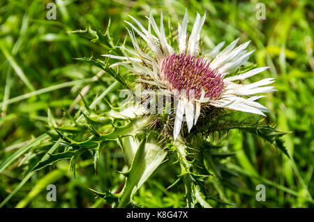 Esemplare fiorente di una pianta di cardo, qui un carlino d'argento, Carlina acaulis. Foto Stock