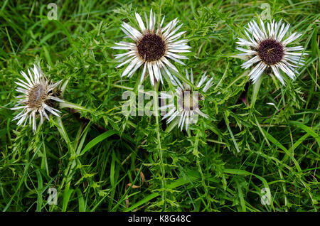 Esemplare fiorente di una pianta di cardo, qui un carlino d'argento, Carlina acaulis. Foto Stock