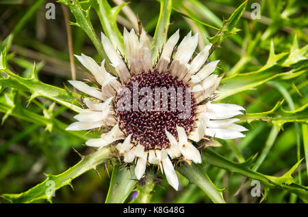 Esemplare fiorente di una pianta di cardo, qui un carlino d'argento, Carlina acaulis. Foto Stock