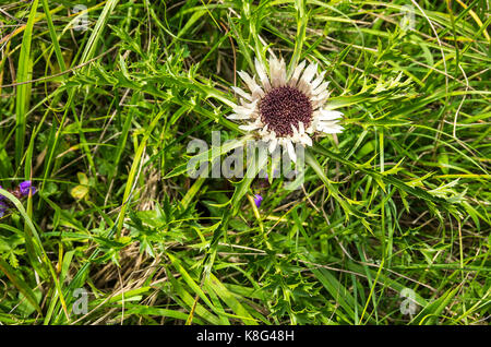 Esemplare fiorente di una pianta di cardo, qui un carlino d'argento, Carlina acaulis. Foto Stock