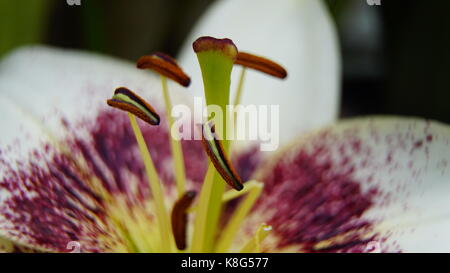 Tulip, close-up dettaglio del stame, macro. isolato stame di un tulipano bianco, il fuoco selettivo Foto Stock