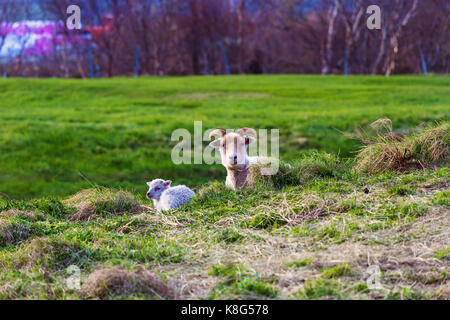 Islandese di pecore e di agnello fissando nella fotocamera Foto Stock