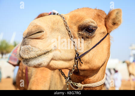 Ritratto di un cammello a dubai camel racing club, Emirati arabi uniti Foto Stock