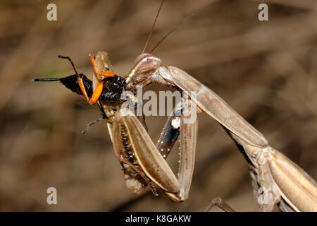 Mantide religiosa (mantide religiosa) con la preda Foto Stock