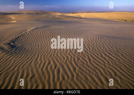 Dune di sabbia e dune Umpqua Scenic Area, Oregon Dunes National Recreation Area, Oregon Foto Stock