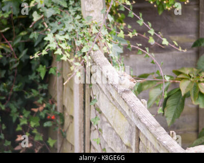 Un uccello seduto sul recinto esterno tra i giardini Foto Stock