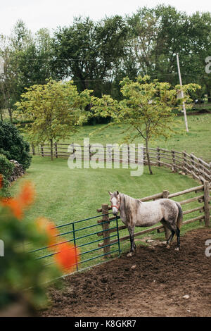 Angolo alto ritratto di colline punteggiano cavallo grigio legato alla recinzione del paddock Foto Stock