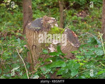 Close up di funghi che crescono su ceppo di albero Foto Stock