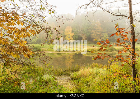 Una mattinata nebbiosa lungo il ramo orientale del ramo orientale del fiume Delaware in halcottsville, ny. Foto Stock