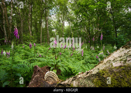 Foxgloves crescendo in un bosco, Norfolk Foto Stock