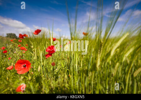 Papaveri comune in un campo di grano in Norfolk, Regno Unito Foto Stock