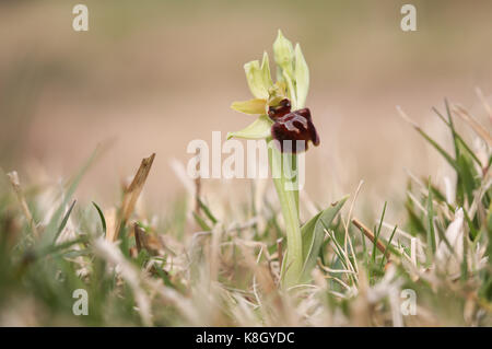 Un bel inizio spider orchid (ophrys sphegodes) (ex ophrys aranifera) . Foto Stock