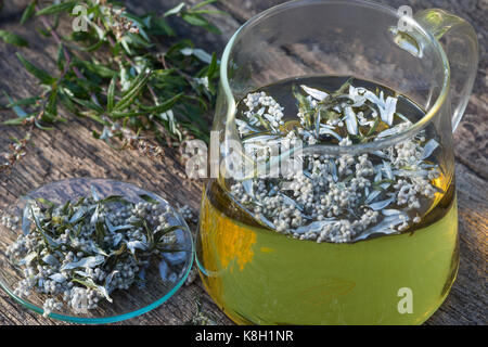 Befuss-Tee, Befusstee, Tee, Kräutertee, Heiltee. Gewöhnlicher Beifuß, Beifuss, Artemisia vulgaris, Mugwort, legno di erba comune, tè, tè alle erbe, t Foto Stock