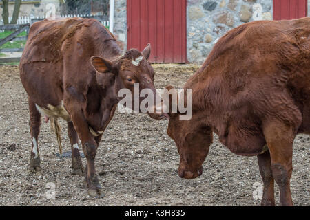 Due mucche in una fattoria Foto Stock