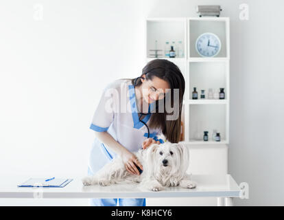 Bella sorridente medico veterinario esaminando simpatico cane bianco in clinica Foto Stock