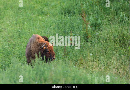 Il bisonte europeo - wisent (Bison bonasus) su un verde prato | Polonia | monti Bieszczady Foto Stock